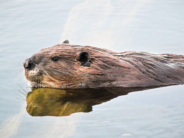    Фото: 123RF.соm/akchamczuk