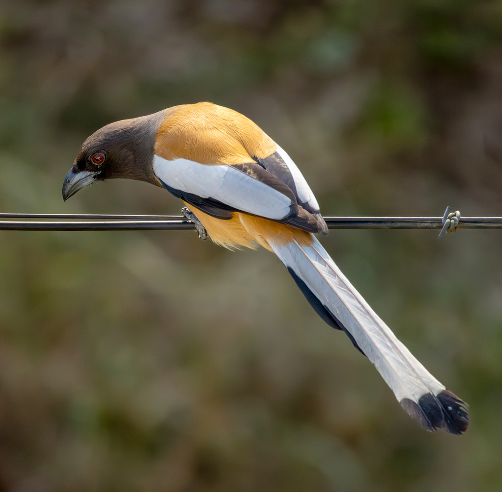 Рыжая китта, Индия, фото sunnyjosef