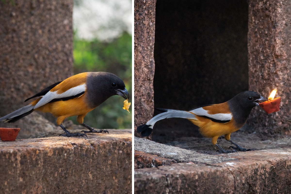 Фото из статьи, немного обработаны ИИ