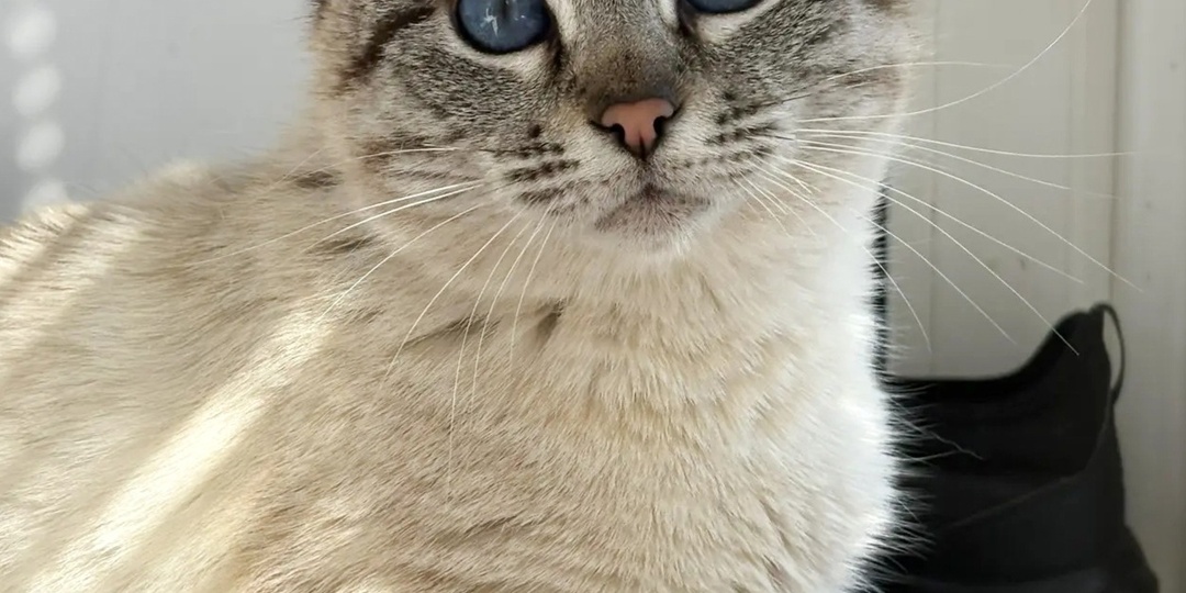 Тайская кошечка Синеглазка ищет дом!