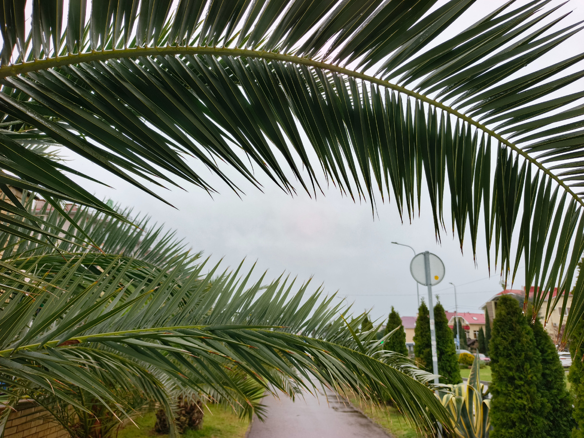 ФТ Сириус, конец марта 2026 года