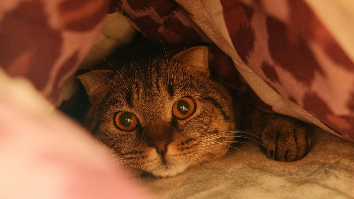    Лишний вес у питомца — это системная проблема, затрагивающая весь организм