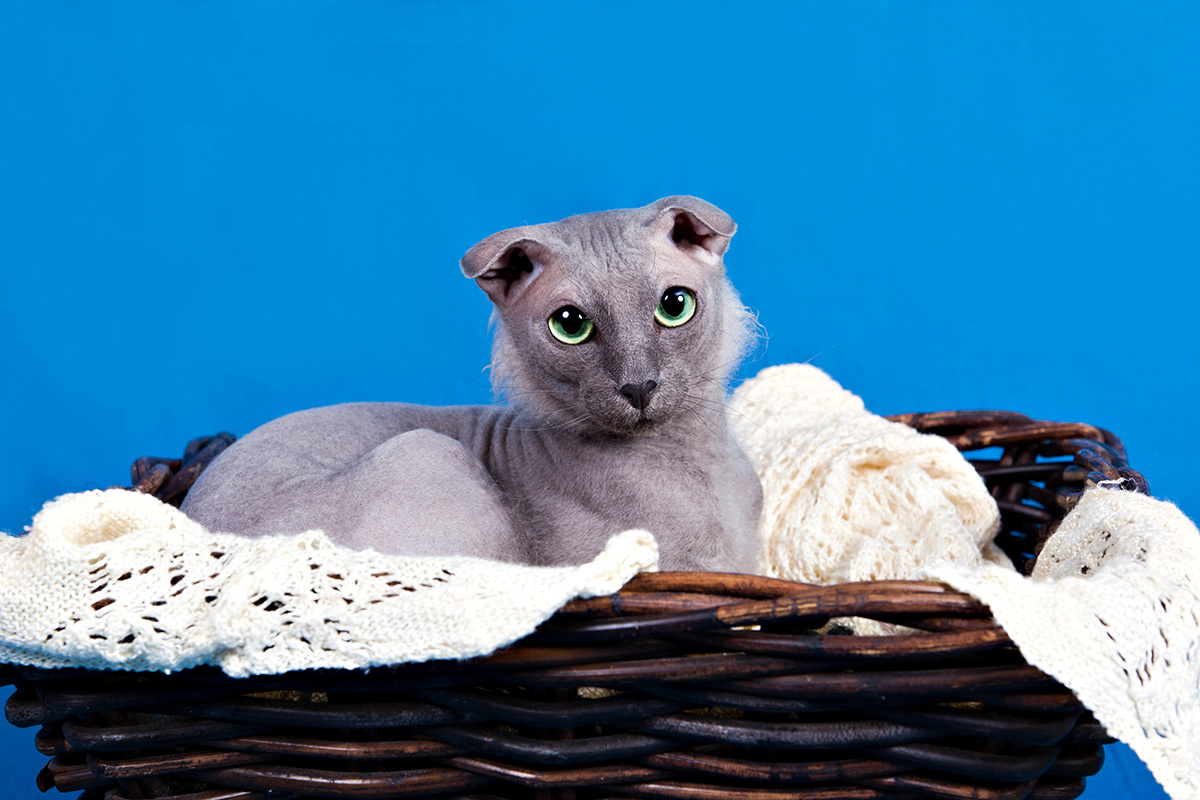 Anna Tronova / Shutterstock / FOTODOM📷Украинский левкой