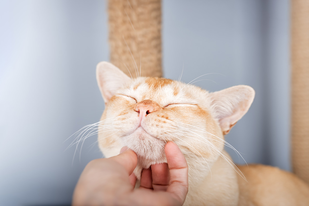 Svetlana Rey / Shutterstock / FOTODOM📷Бирманская кошка