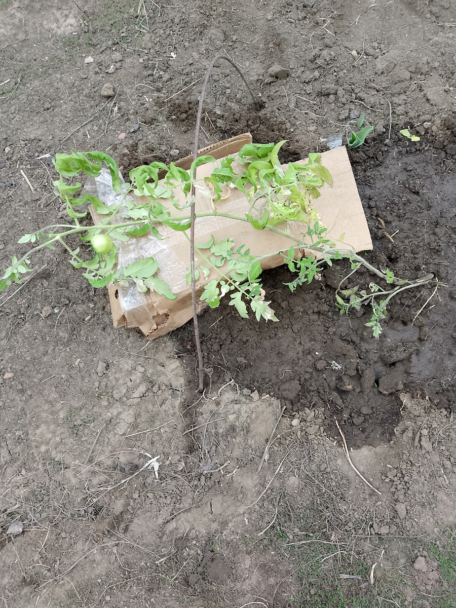 Положила на коробку,чтобы удобно было укрывать