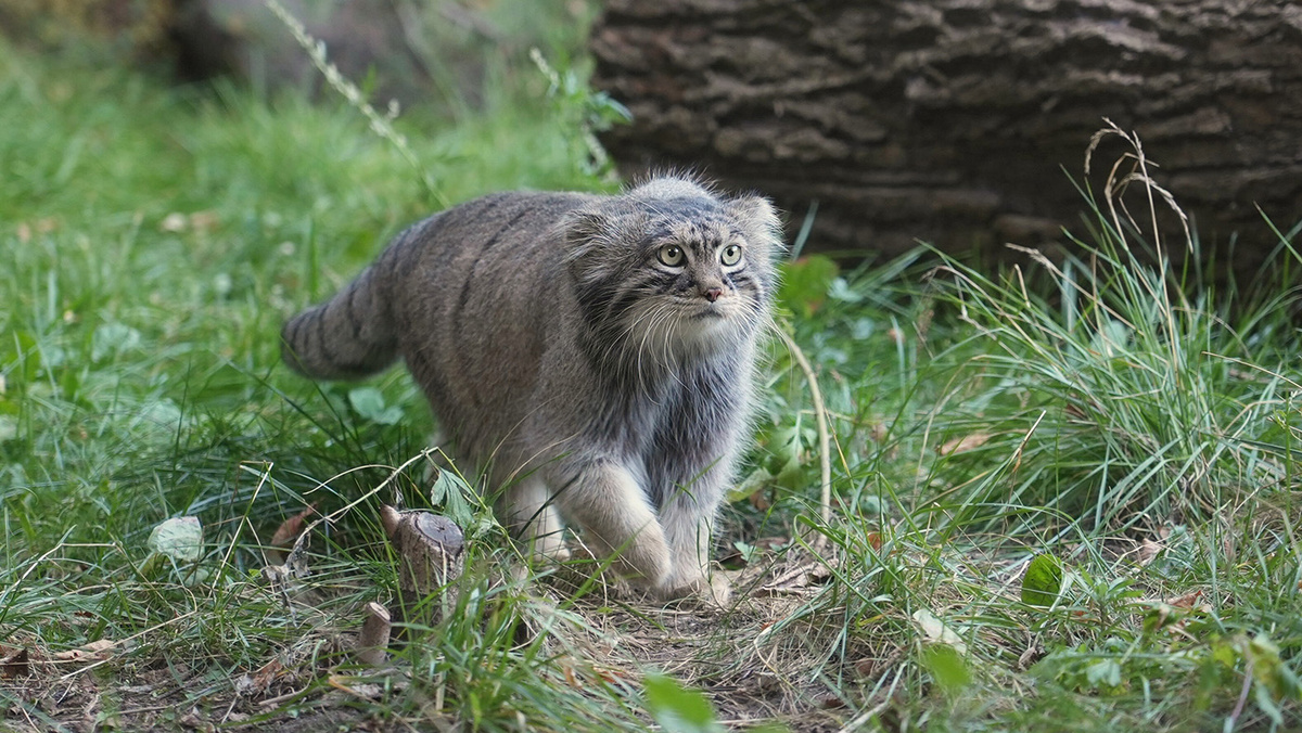   Агентство «Москва»- Манул Тимофей в вольере Московского зоопарка