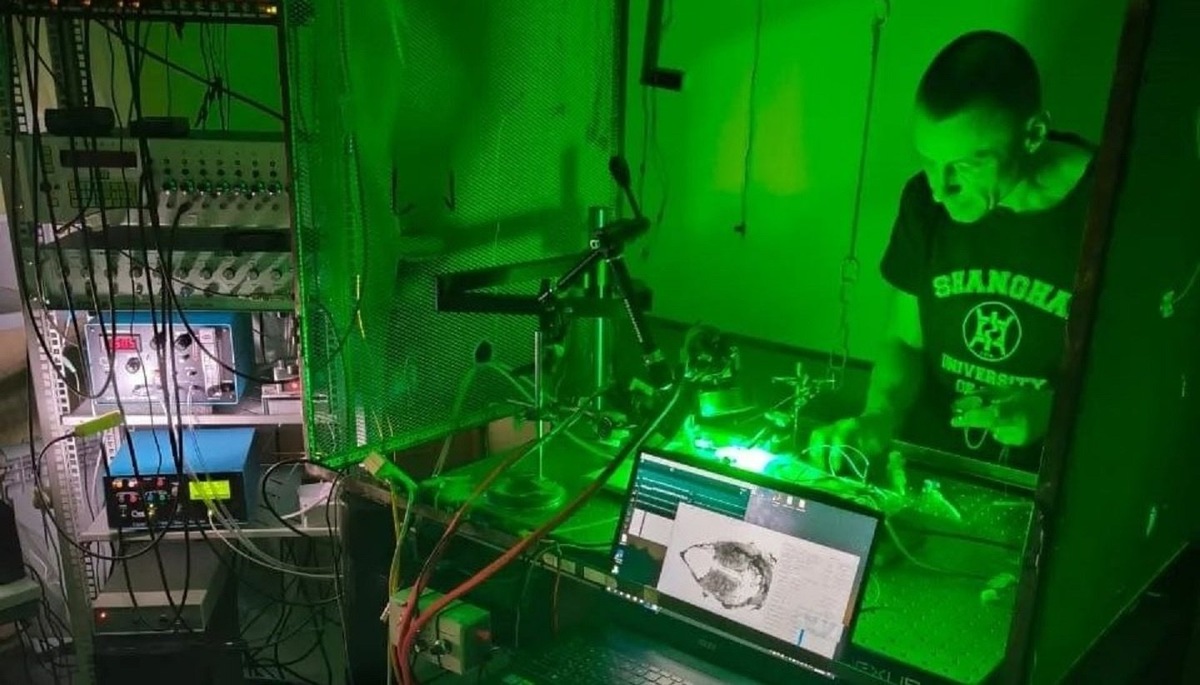    «Зеленый фонарик» измеряет динамику кровотока в мозге лабораторных крыс