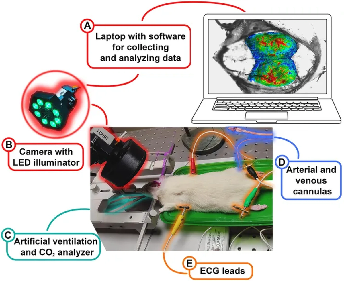    Схема эксперимета с одновременным контролем ЧСС, артериального давления, сатурации, реакции на введение вазодилитаторов и вазоконстрикторов и другие факторы.