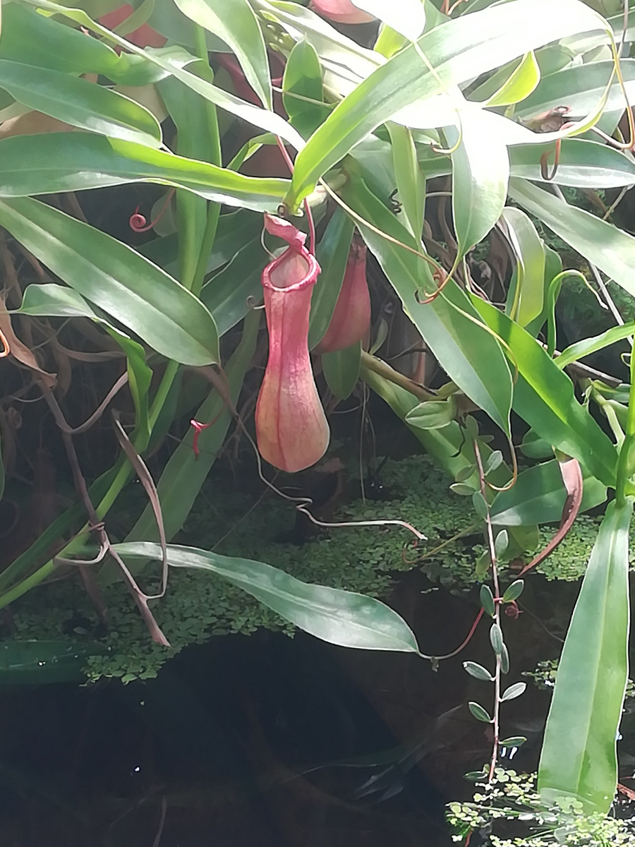 Ласковое такое растение. Подленькое 😉