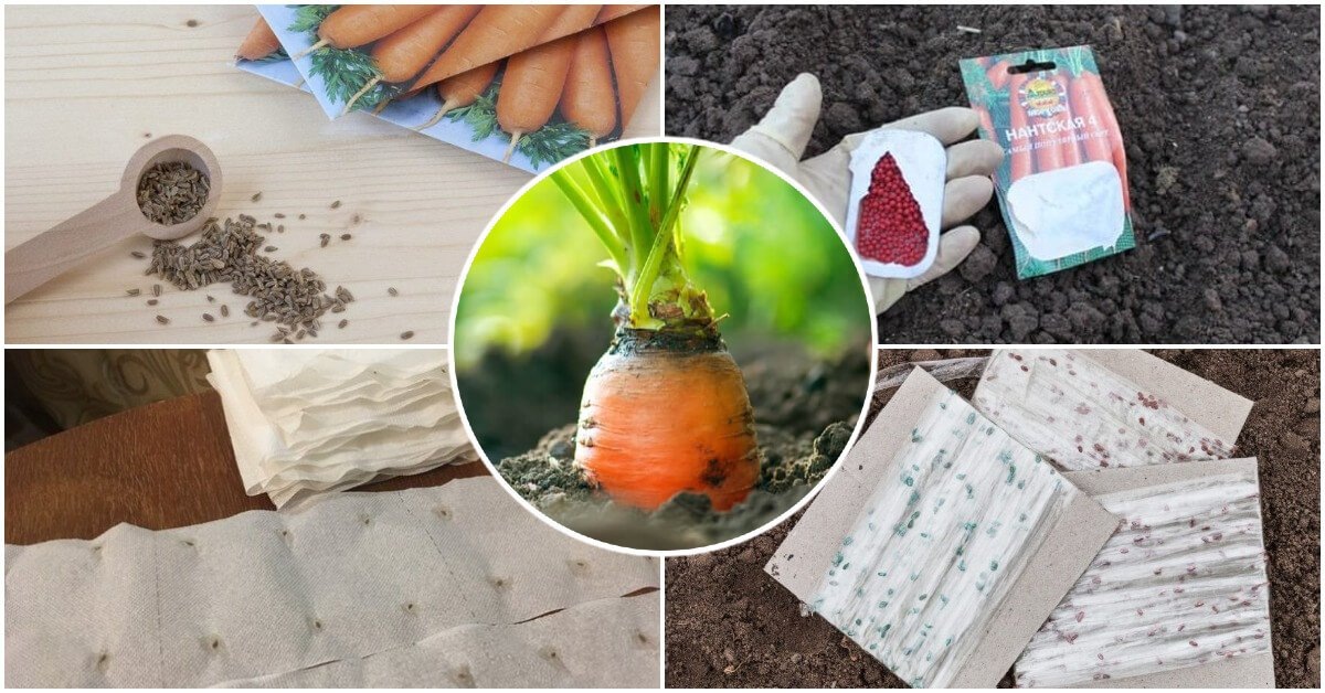 Фото с сайта ogorod.ru