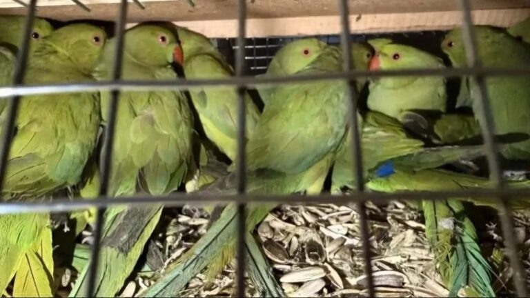    На границе Оренбуржья задержали более 100 экзотических птиц без документов Оренбуржье