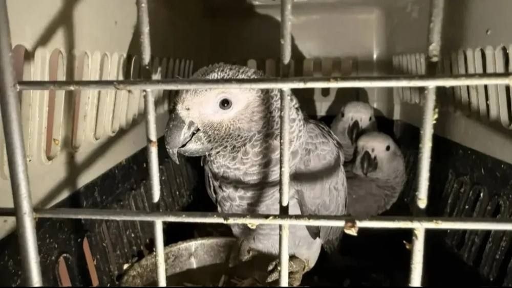     На границе Оренбуржья задержали более 100 экзотических птиц без документов Оренбуржье
📷    На границе Оренбуржья задержали более 100 экзотических птиц без документов Оренбуржье
