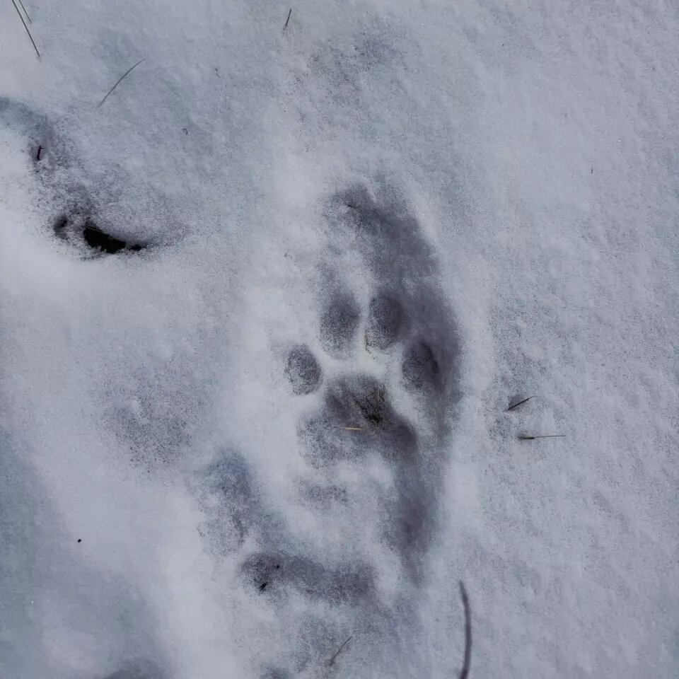    Последний этап учета снежного барса в Республике Алтай. Источник: t.me/altay_irbis1