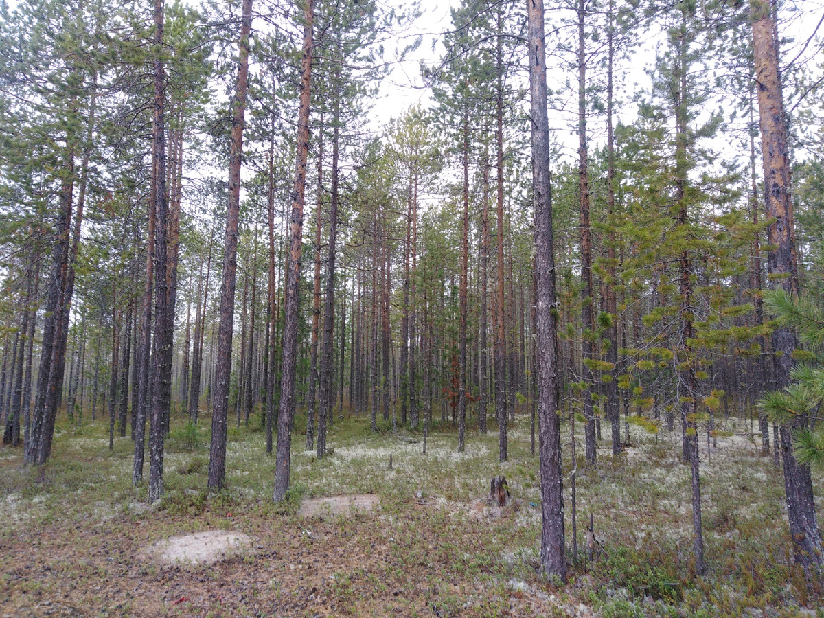 Белоярский район, ХМАО - Югра (фото автора)