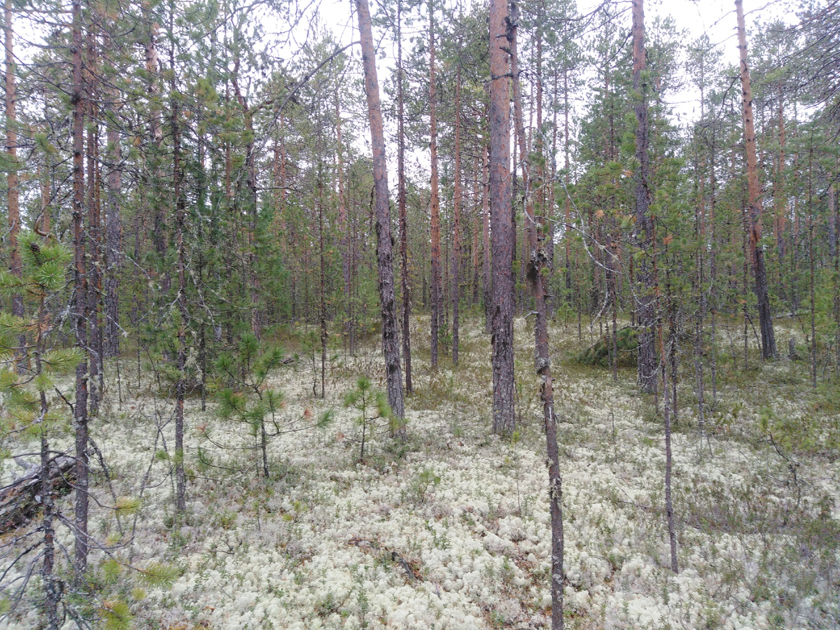 Белоярский район, ХМАО - Югра (фото автора)