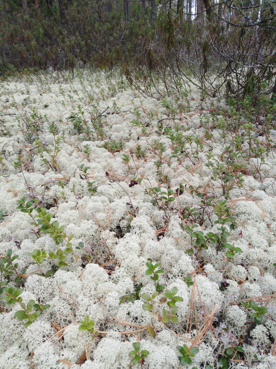 Белоярский район, ХМАО - Югра (фото автора)