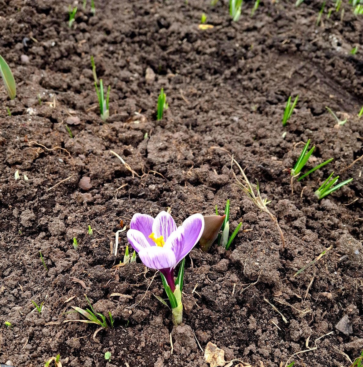 Просто фото весны)