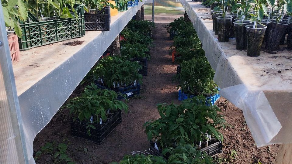 Почему я сею помидоры в апреле. Дачный сезон 2026