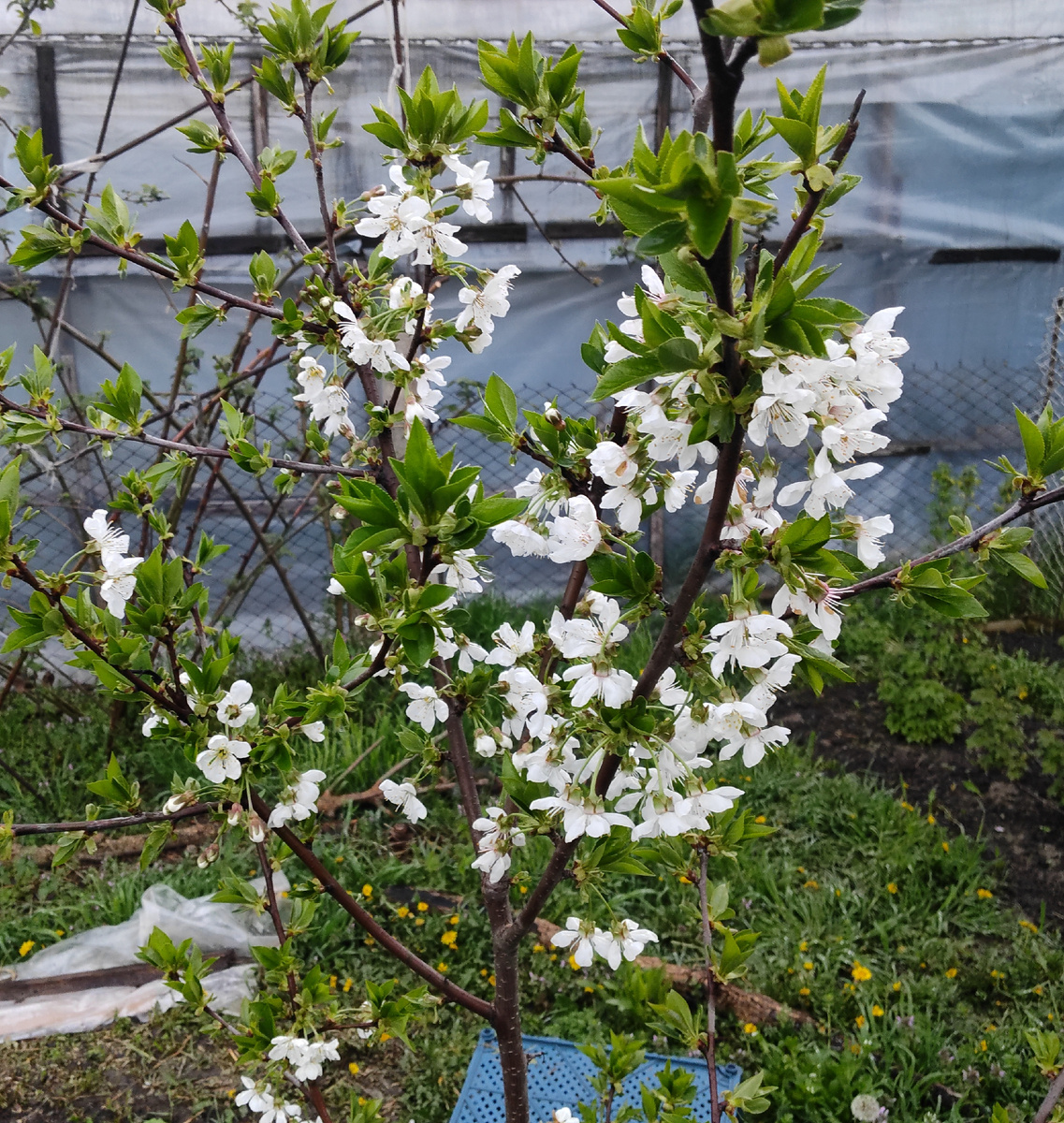 Вишня. 3 апреля 2026 года