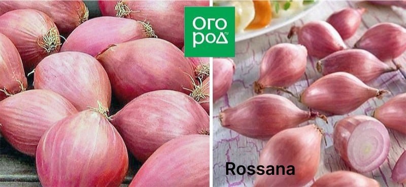 Собрали сорта красного (фиолетового) лука, которые лучше всего зарекомендовали себя при выращивании в средней полосе