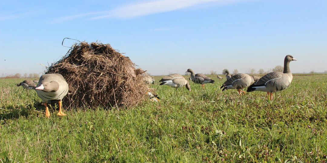 Подборка статей о весенней охоте на гуся