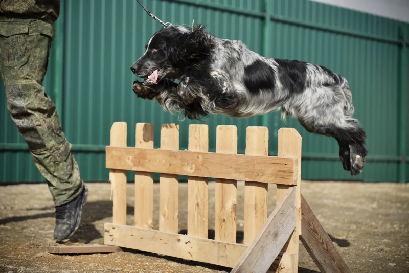 Специально обученных собак отправили в зону СВО из Челябинска