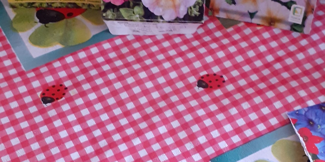 ТАКИЕ РАЗНЫЕ ОДИНАКОВЫЕ ПЕТУНИИ.