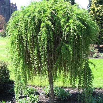 Плакучие растения в саду.