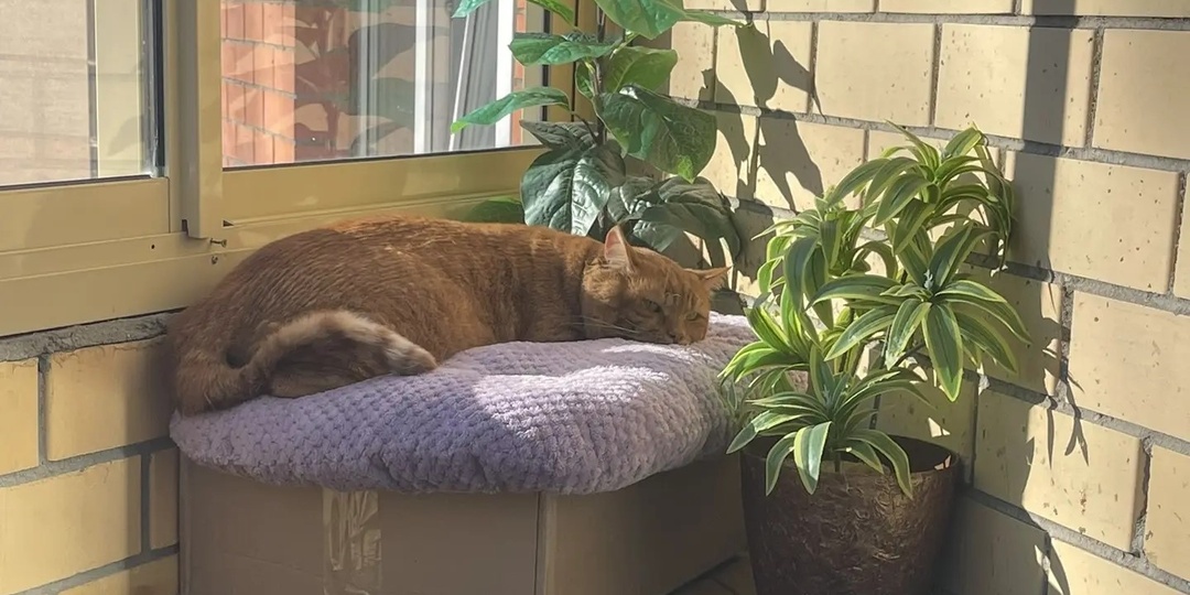 «Я больше не буду сидеть на шкафу»: как кот Чих взял судьбу в свои лапы и уехал домой