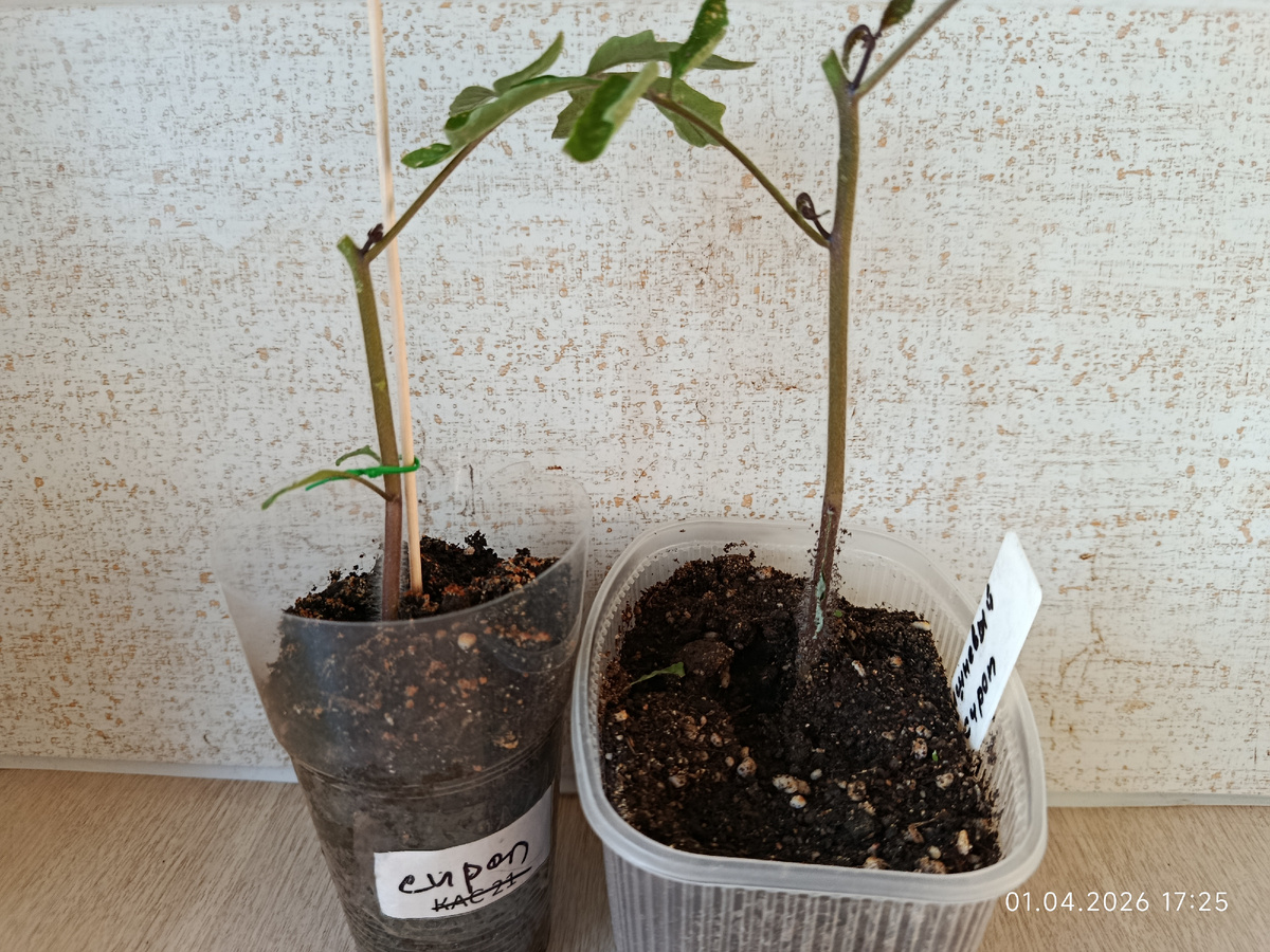 фото 1 апреля, через три дня после обрезки макушек