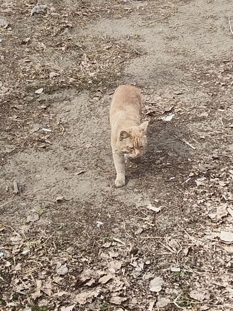 Котик Соник до того, как его забрали в приют Ананда