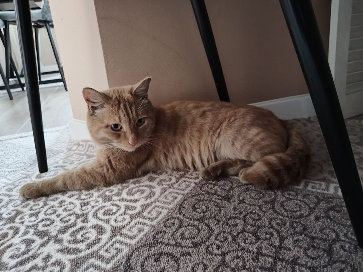 Котик Соник дома. Сначала он испугался, прятался, но быстро освоился, прекрасно пользуется туалетом, чувствует себя уверенно. 