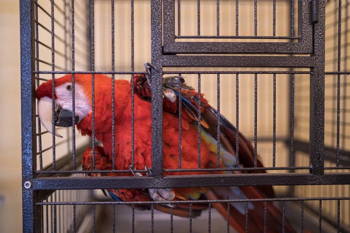 У попугаев сложная система воспроизведения речи. Они умеют запоминать слова и даже вставлять их по ситуации. Фото: Александр Плонский / "Питомцы".