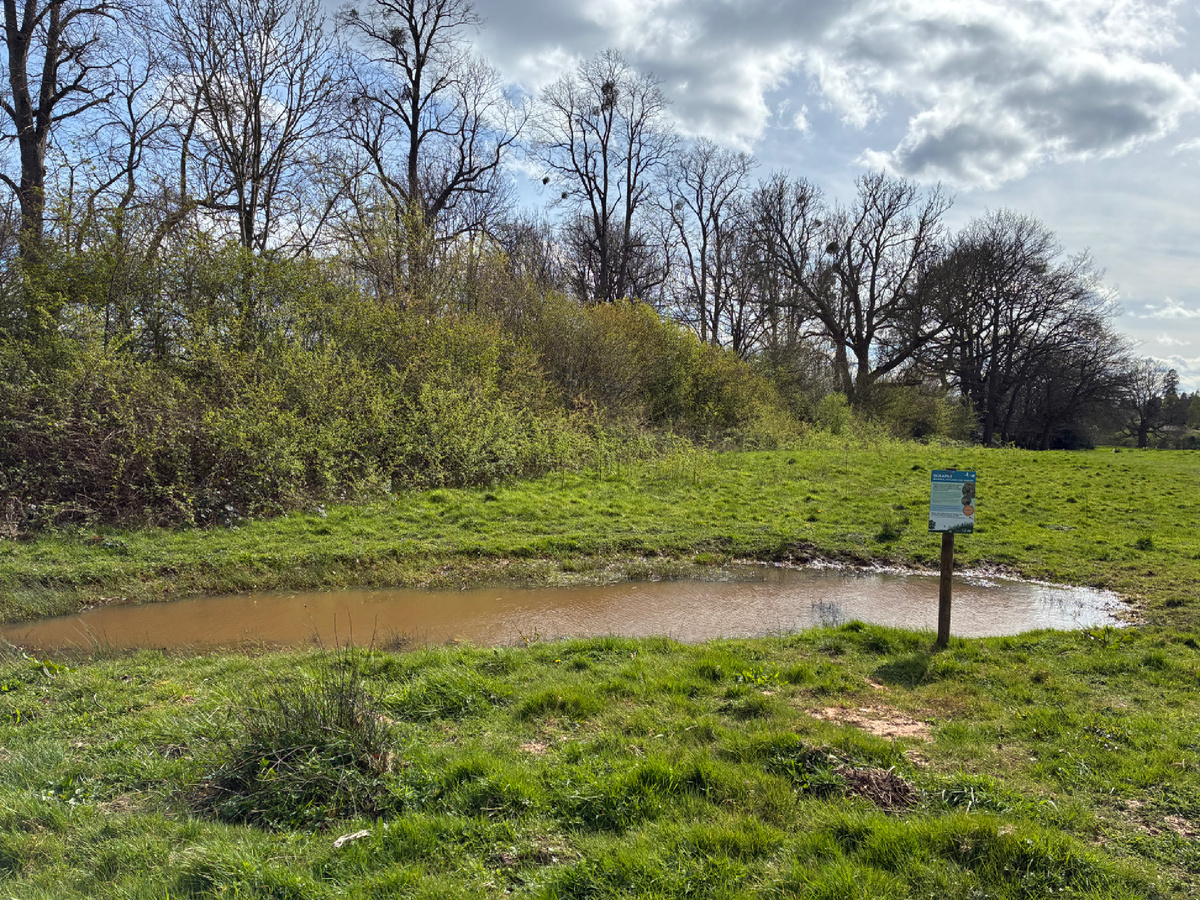 Лужа с официальным статусом SCRAPE и под охраной закона. Фото из личного архива