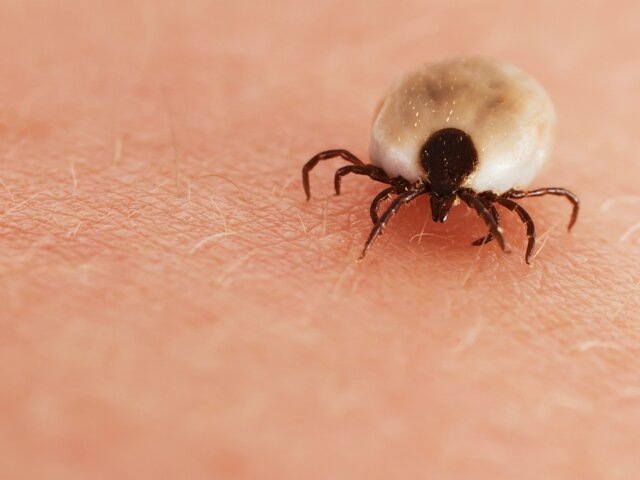    Фото: depositphotos/sasel77