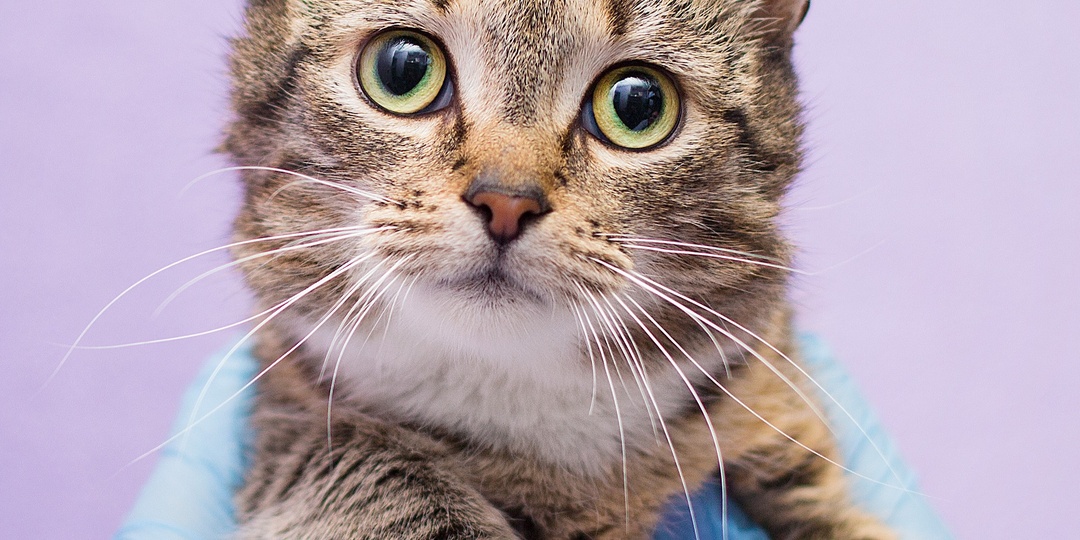 Срочный поиск дома для маленькой кошечки Кристины!