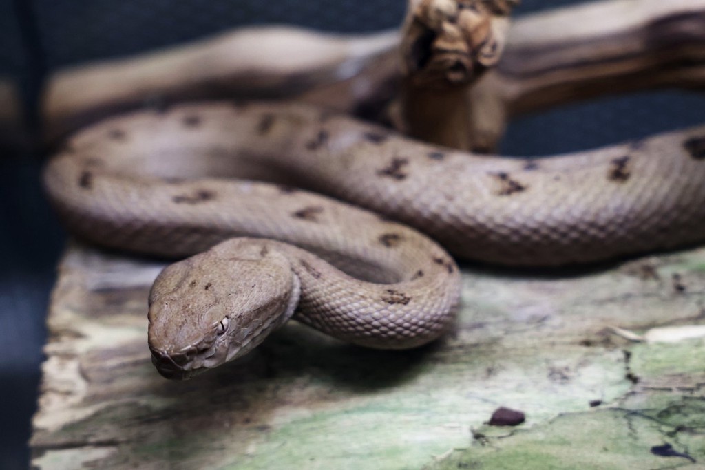    Фото © Владимир Андреев / Абзац