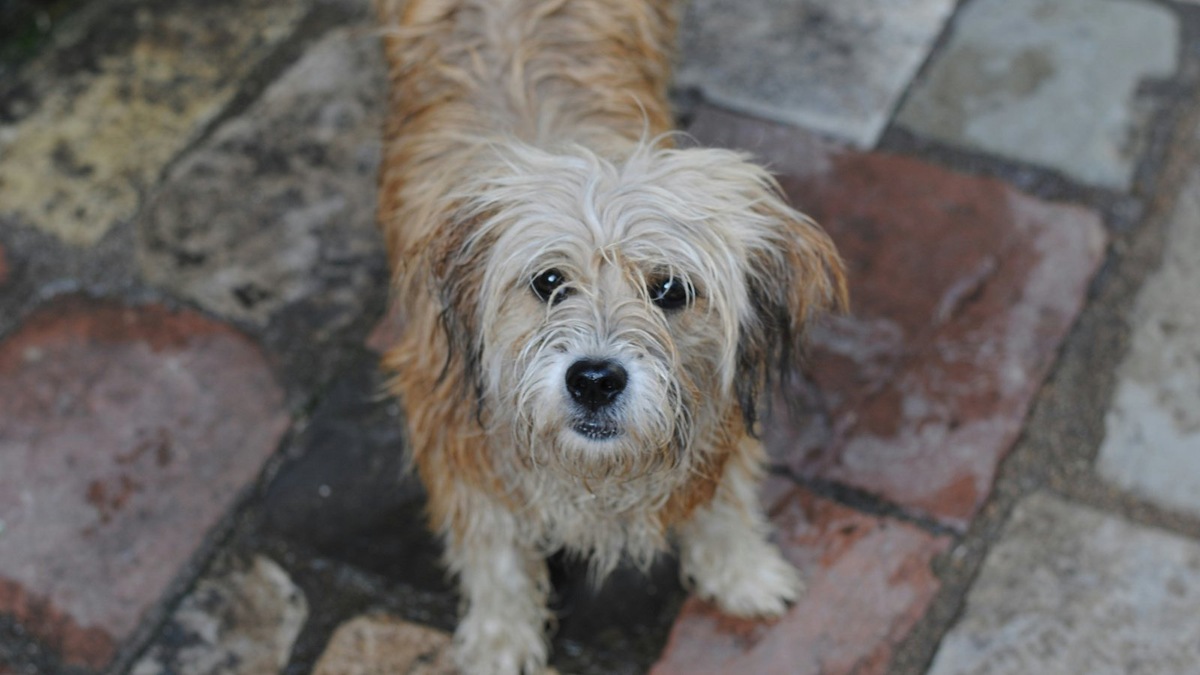    Состояние шерсти и поведение животного могут многое рассказать о его здоровье