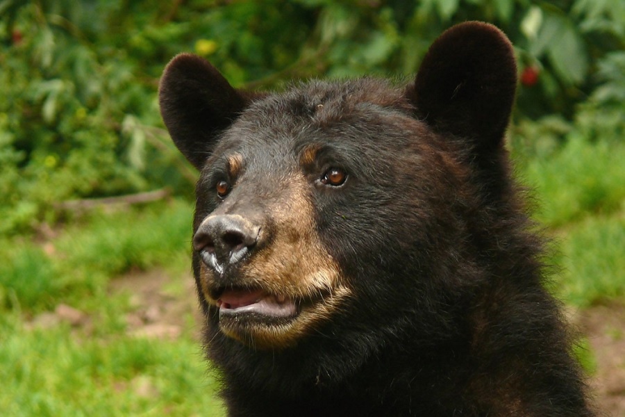 И его прототип - добродушный барибал. Фотография из интернета