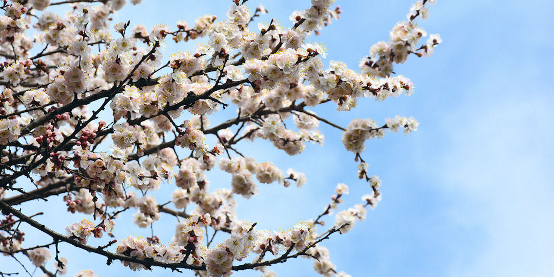 В Ростове-на-Дону в начале апреля 2026 года цветут сады