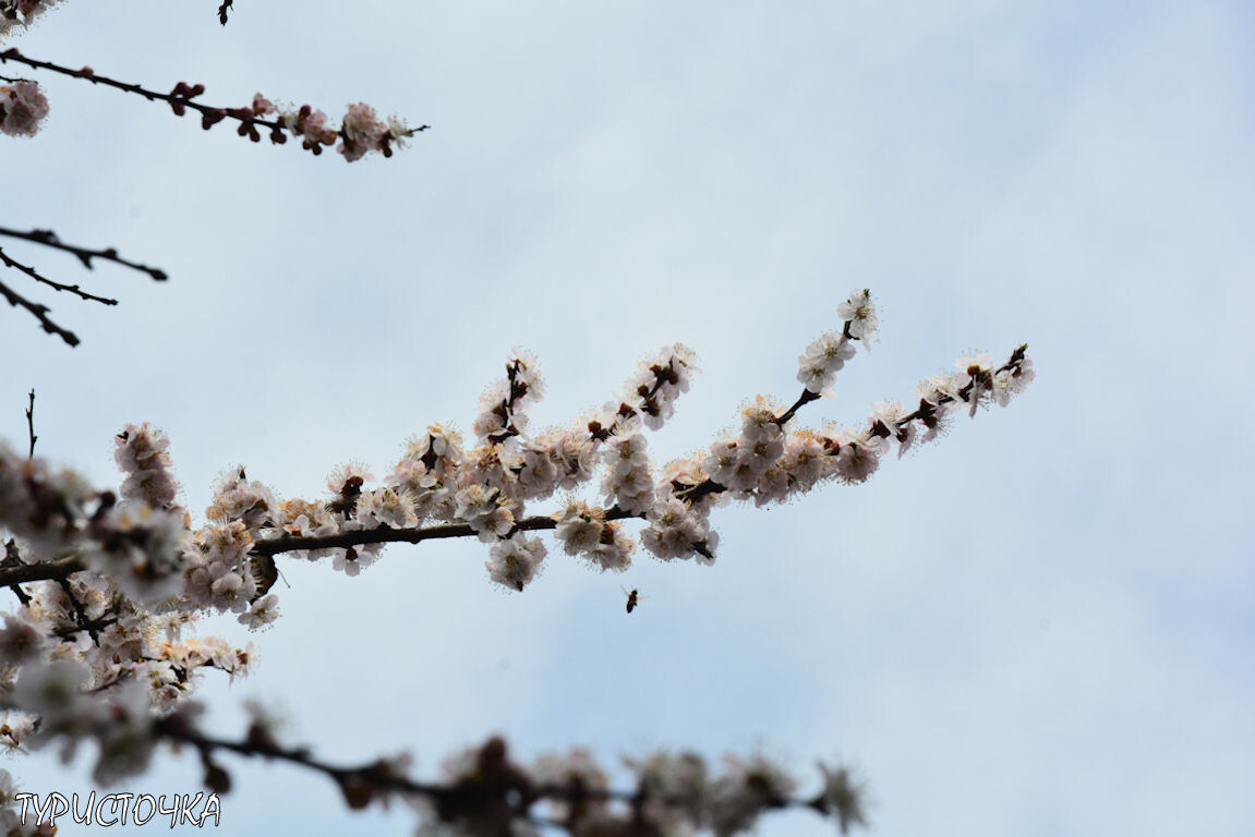 И всё же некоторые псёлки продолжают трудиться