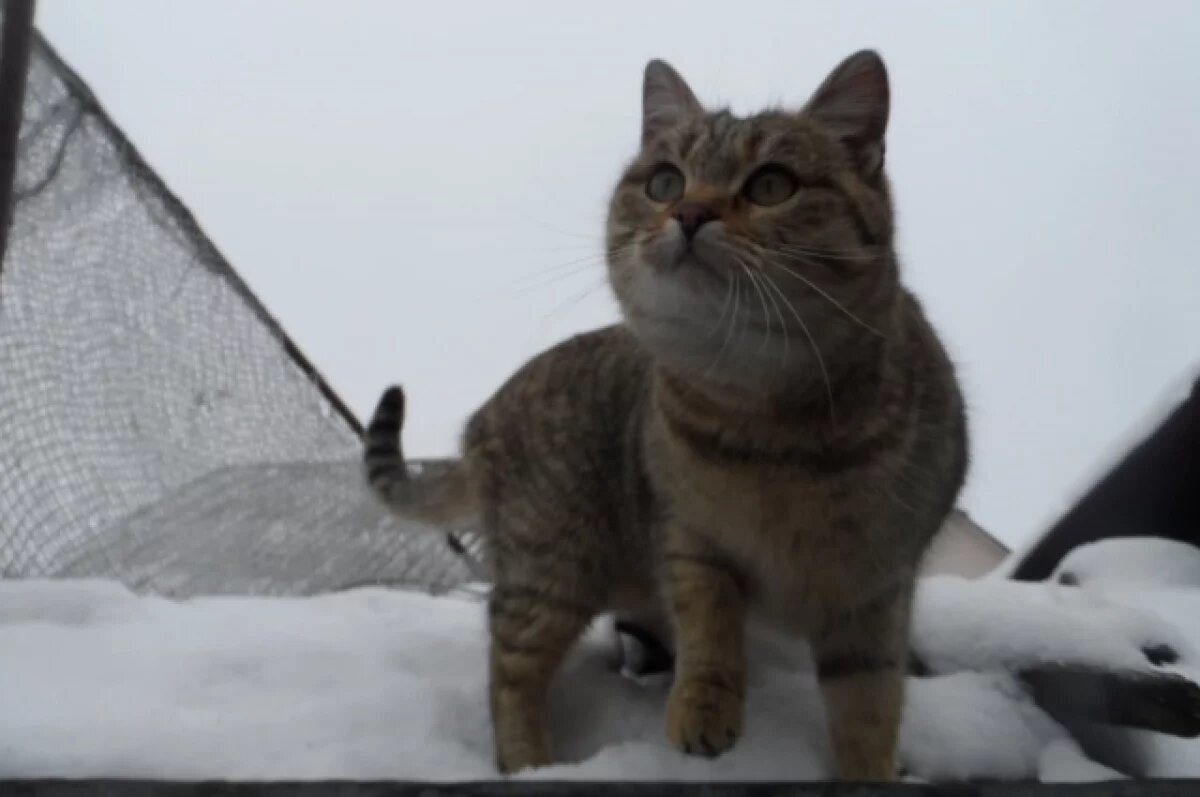    В микрорайоне Воронежа отменили карантин по бешенству животных