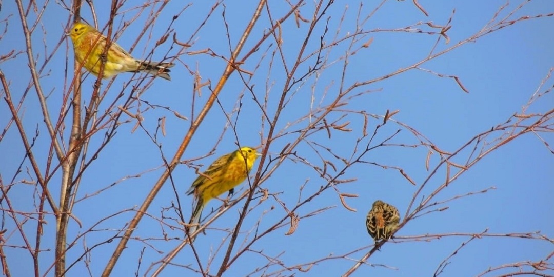 В Марий Эл с каждым днем появляется все больше певчих птиц