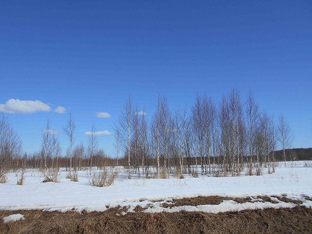 Особенности тверской топонимики и земледелия: вместо пашни – берёзовый рядок