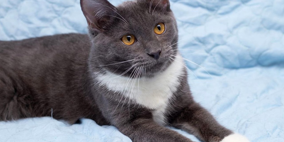 Самая ласковая из всех наших котят – Клёпочка – живёт взаперти