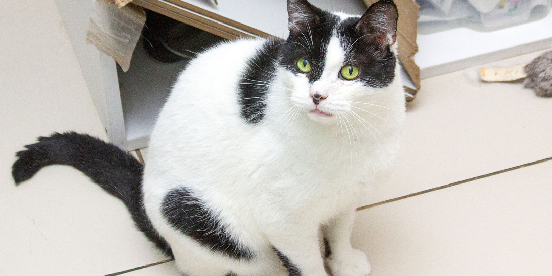 Кот СНЕЖОК ищет дом🏡