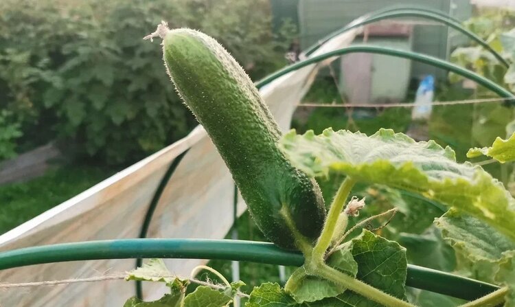    Фото: Лукьянов Дмитрий, AgroXXI.ru