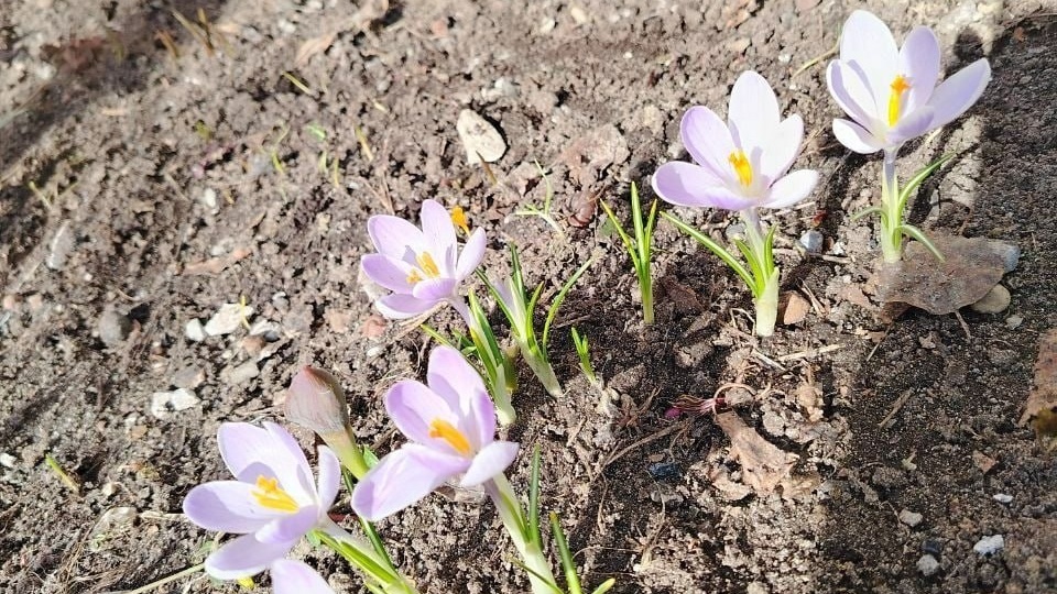 🌸Первые цветочки