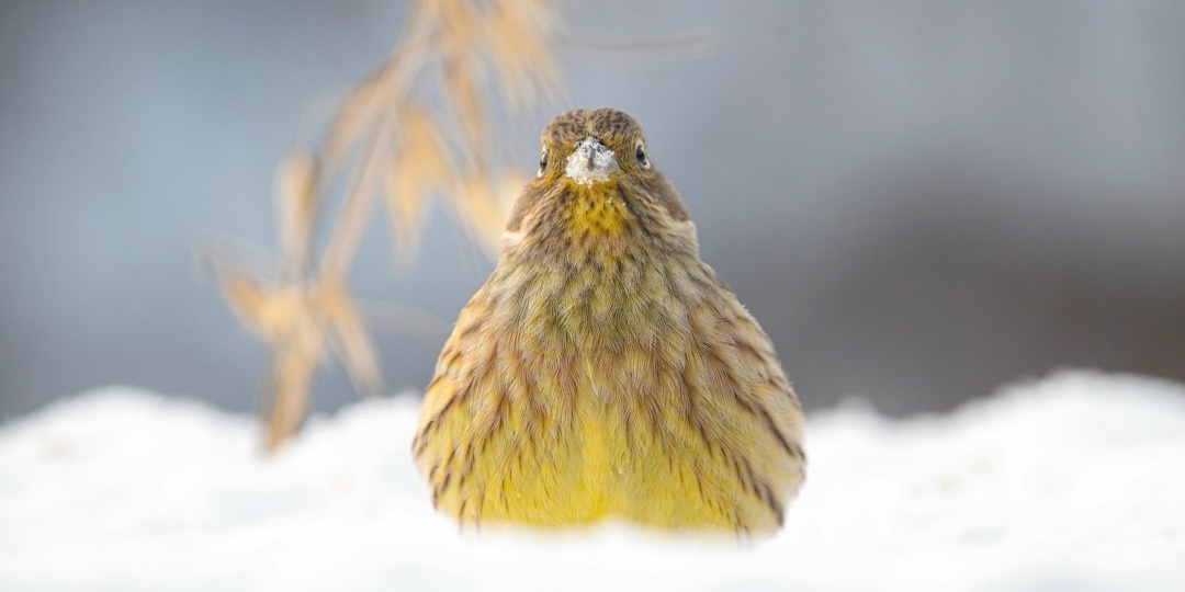 ФОТОГРАФ Андрей Киселёв | Россия