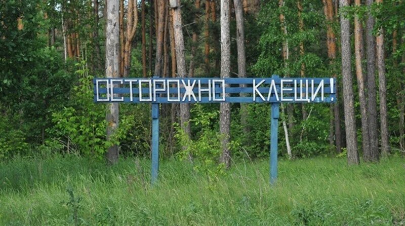 Обработка от клещей началась в Липецке